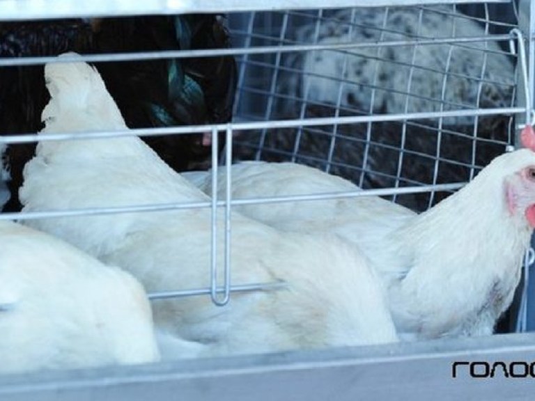 Экологи сомневаются, что украинских кур выращивают на натуральных кормах