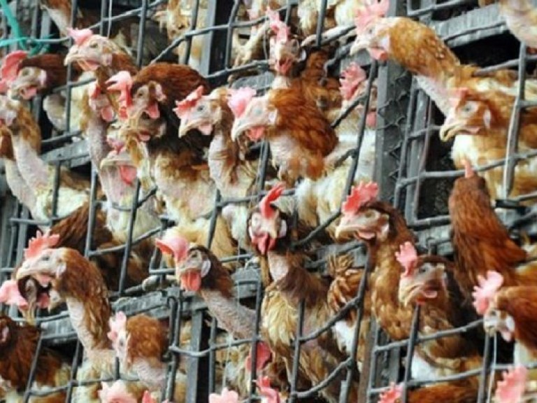 Неутилизированные куриные трупы привели к появлению холеры – эколог