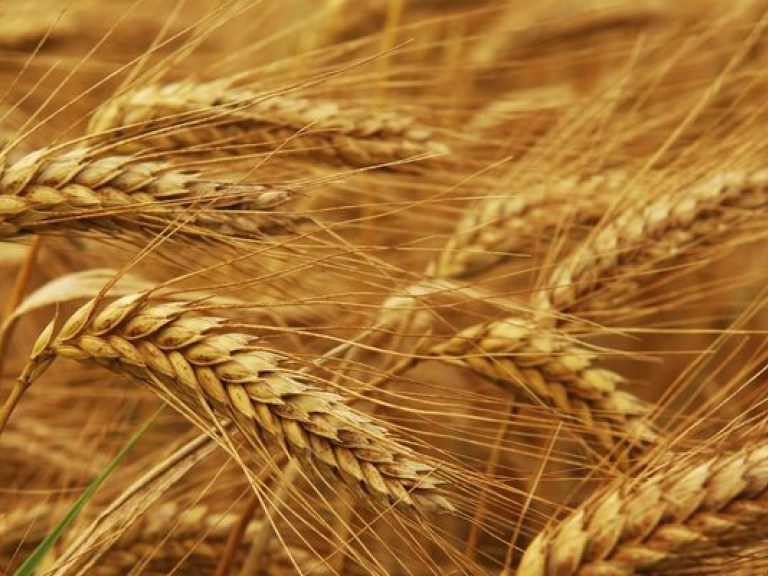 Азаров хочет засеять больше озимой пшеницы