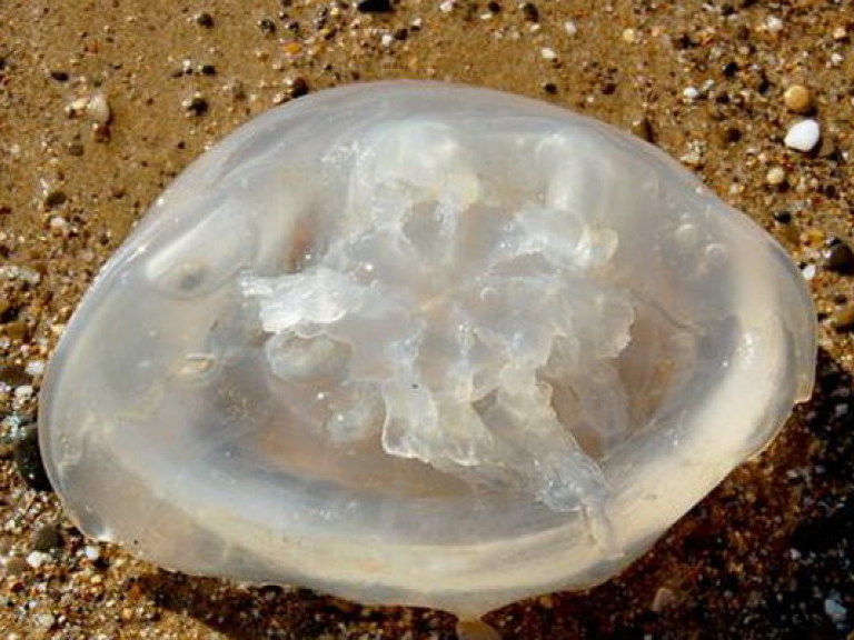 В Крыму вымирают цветные медузы: их тушки находят на пляже