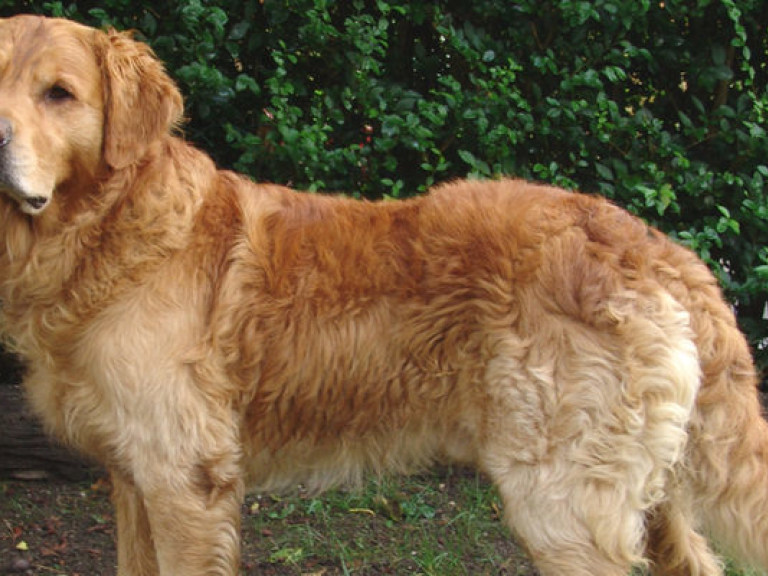 На телеканале «Интер» стартует новый проект «Семейный пес»