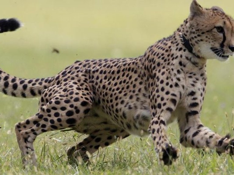 Ученые объяснили, почему гепарды бегают быстрее всех