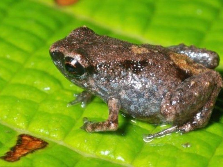 Мелкие самцы лягушек берут самок хитростью