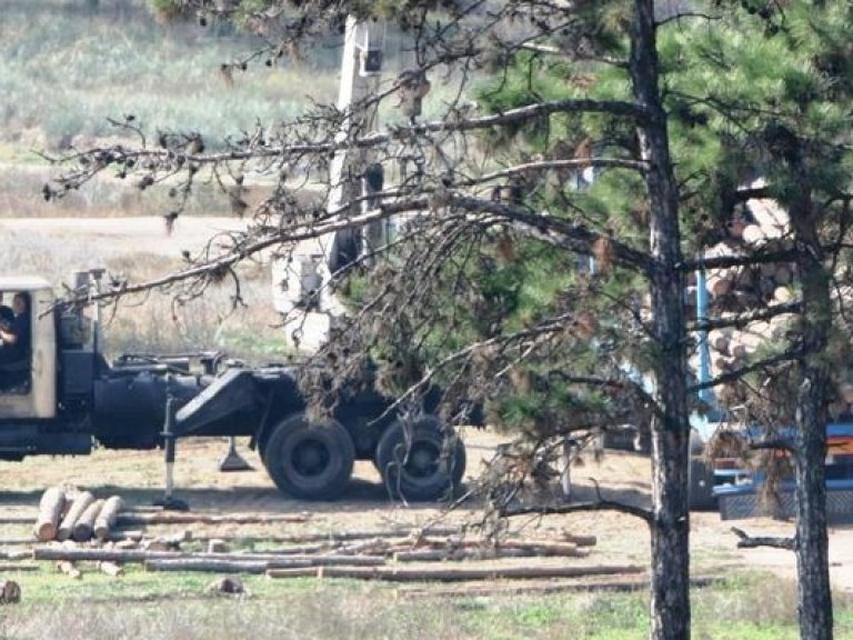 В Николаевской области неизвестные вырубают лес (ФОТО)