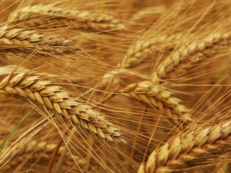 Продавая зерно заграницу, украинская власть продает госбезопасность — Гордиенко
