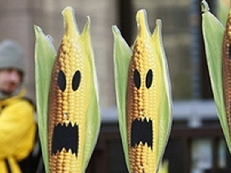 Во Франции не нашли связи между ГМО в кукурузе и онкологией