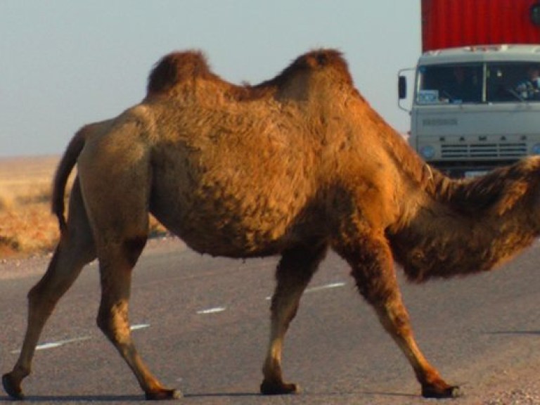 В Казахстане в ДТП с участием верблюда погибли два человека. И верблюд