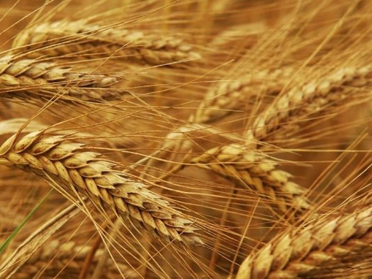 Украина не вводит запрета на экспорт зерна — Бисюк
