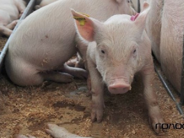 Сельхозэкспорт помогает гривне «держаться»