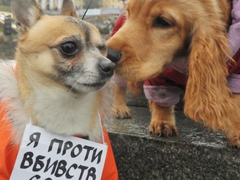 Львовян призвали брать из приютов животных