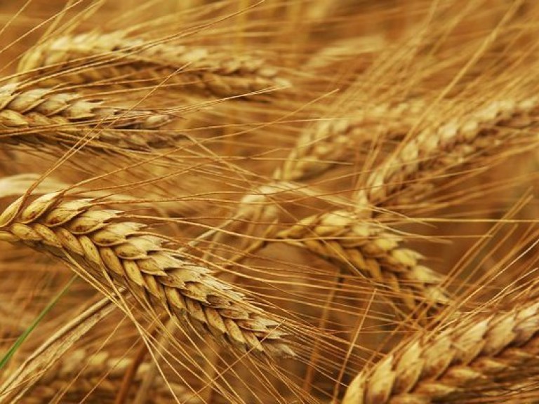 Экспорт зерна в ноябре составит 3 миллиона тонн — Клименко