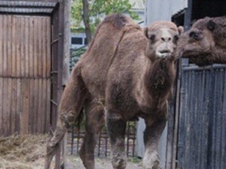 В Николаевском зоопарке появился «поющий» верблюд (ФОТО)