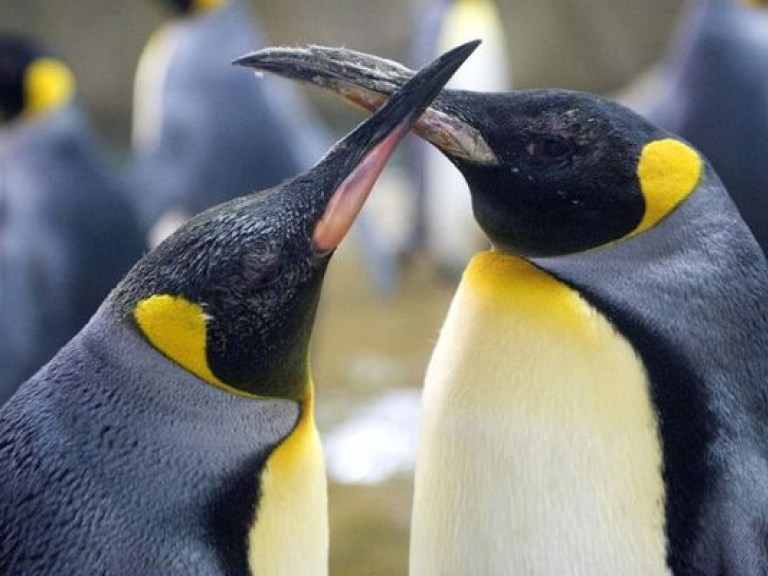 Пингвины-геи в датском зоопарке взяли на воспитание приемного птенца