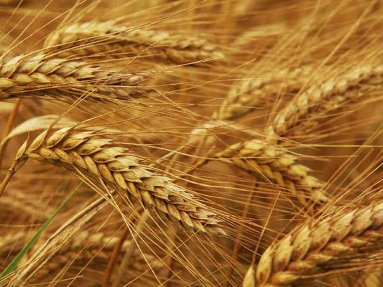 Египет не будет закупать у Украины пшеницу