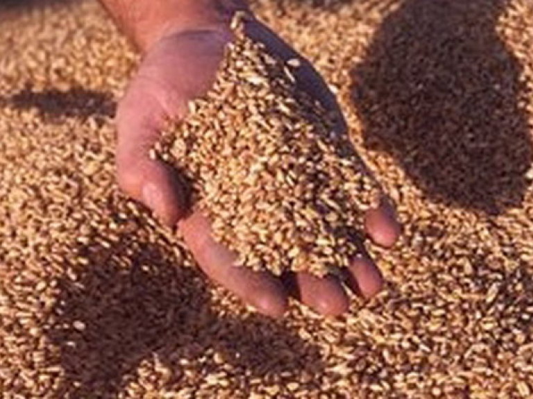 Египет не откажется от украинской пшеницы — эксперт