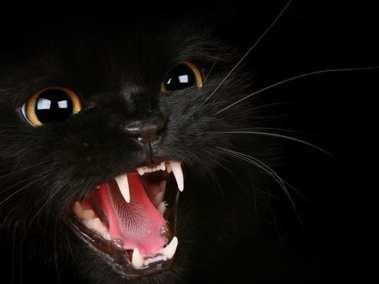 Сегодня — день черных кошек