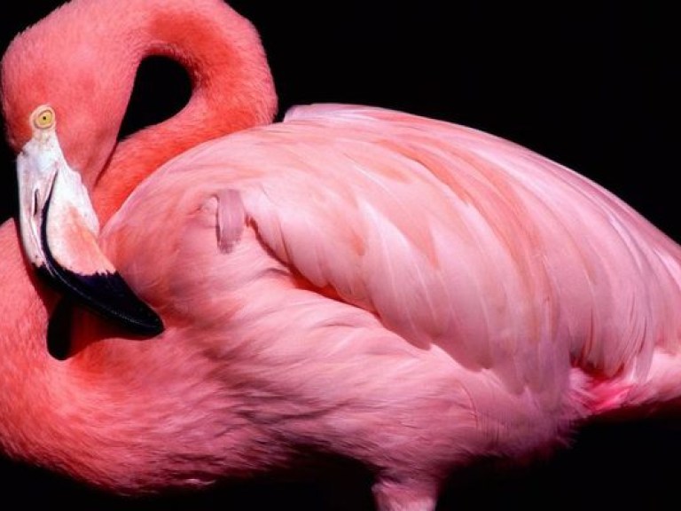 Киевский зоопарк вероятно закупил контрабандных фламинго &#8212; эксперт