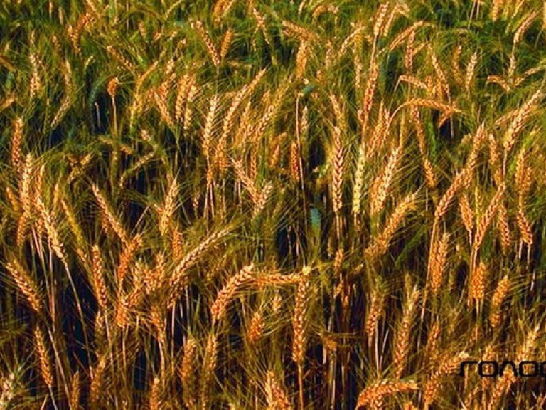 Правительство не планирует ограничивать экспорт пшеницы