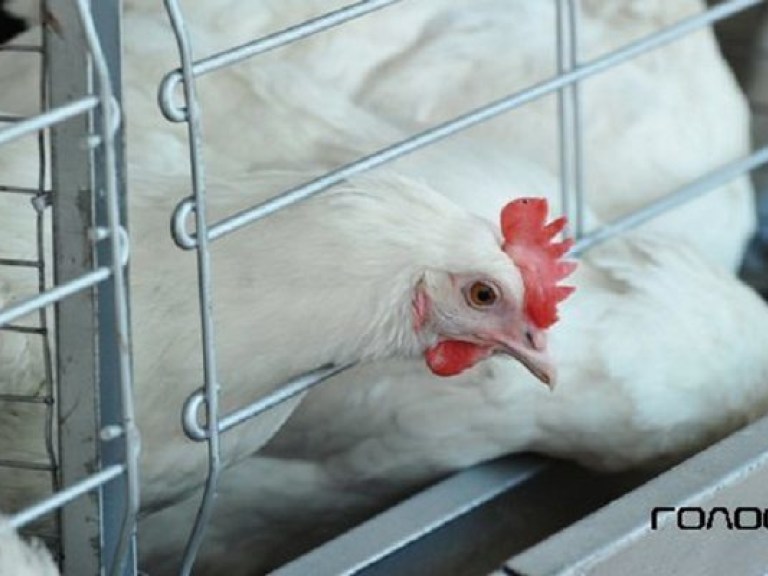 На следующей неделе ЕС разрешит украинцам продавать курицу в Европе