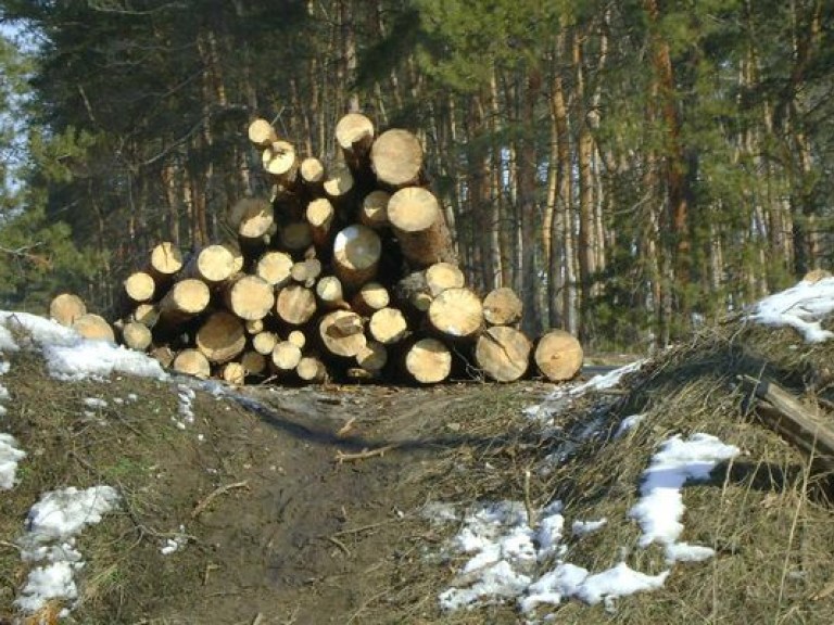 Штраф за незаконную вырубку деревьев в Украине составляет всего 170 гривен