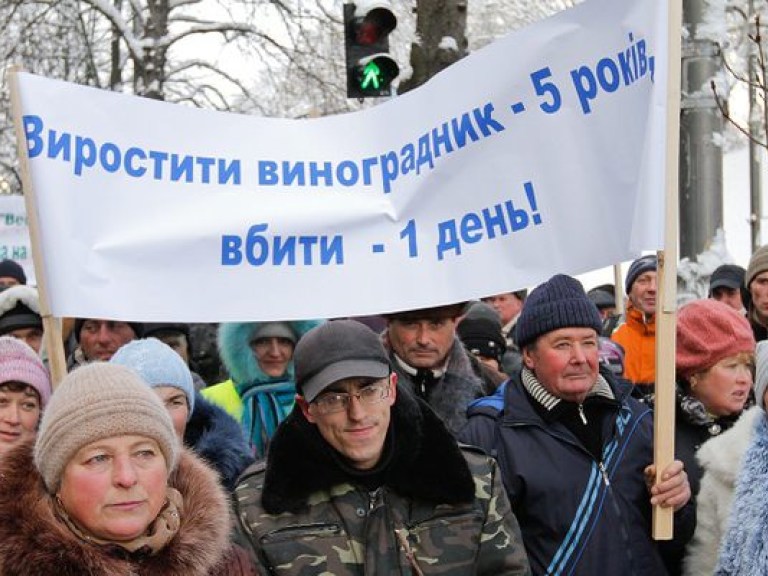 Виноградная лоза у стен Кабмина. Виноградари и садоводы пикетировали здание правительства