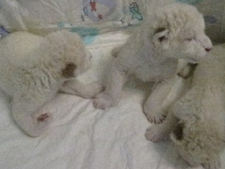 Директору Ялтинского зоопарка не до конца света &#8212; у него белые львы рождаются (ФОТО)
