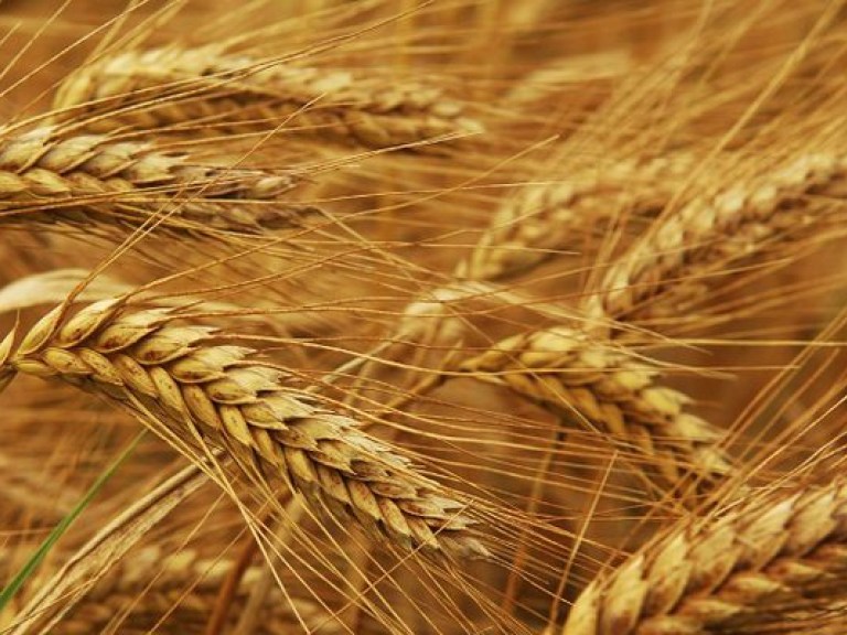Украина планирует увеличить экспорт зерна
