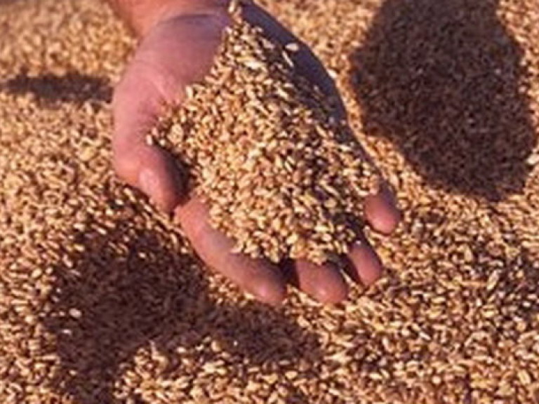 Зернотрейдеры получат от Агрофонда 300 тысяч тонн пшеницы &#8212; Присяжнюк