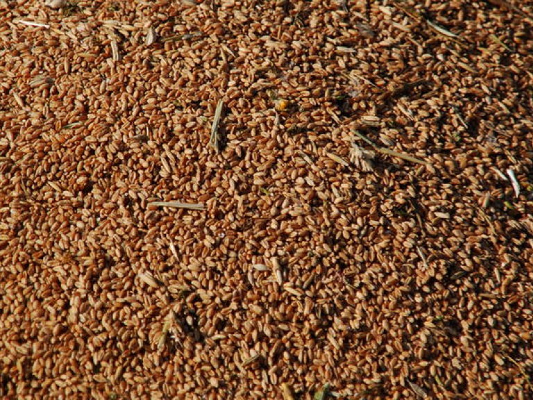 Через 10 лет Украина может обеспечивать хлебом втрое больше людей – эксперт