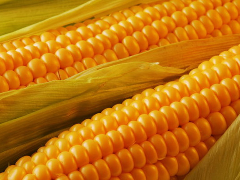 Украина подпишет соглашение об экспорте кукурузы в Китай
