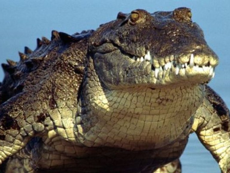 «Летающий» австралийский крокодил не любит шведов (ВИДЕО)