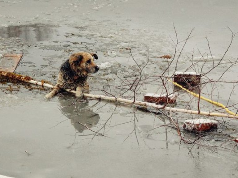 Американские спасатели рискнули жизнью, чтобы спасти тонущего в ледяной воде пса