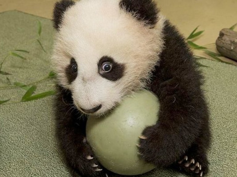 Малыш-панда, играющий с мячиком, покорил сердца интернет-пользователей (ВИДЕО)