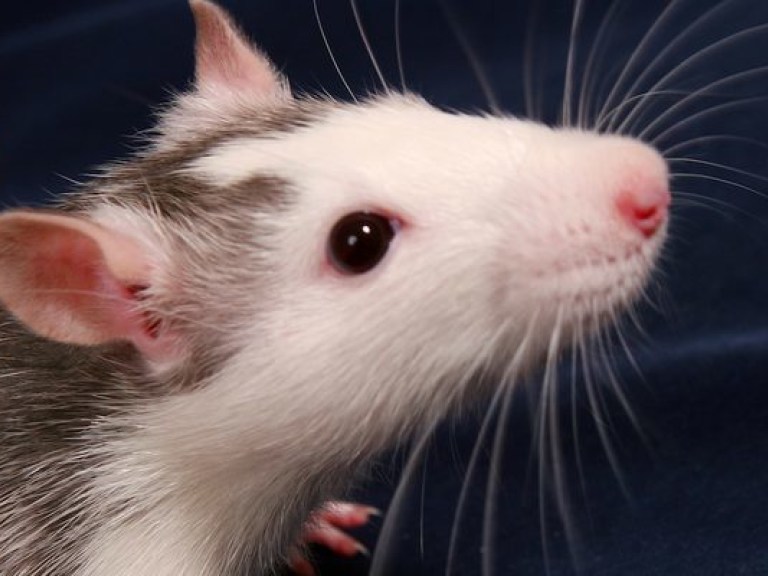 Журналисты выяснили, как ЖЭКи зарабатывают на выведении крыс