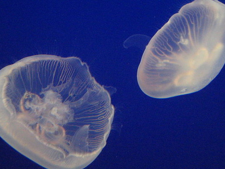 Крым захватили черноморские медузы (ВИДЕО)