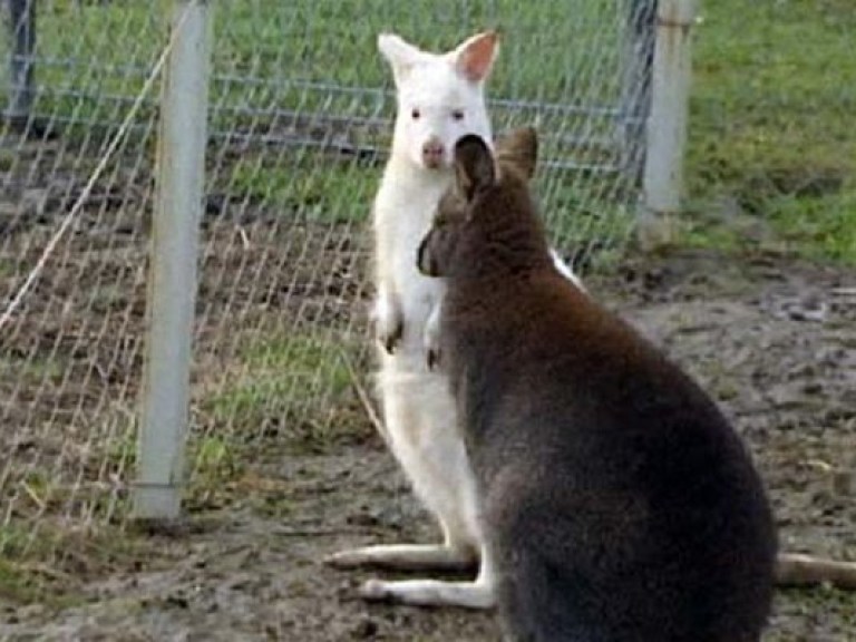 В Польше родился уникальный белый кенгуренок (ВИДЕО)