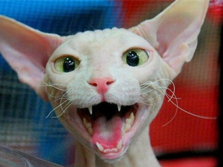 Самый сердитый кошак в мире покорил интернет (ВИДЕО)