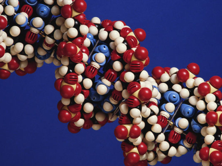 Лидерские качества «зашифрованы» в человеческой ДНК — ученые