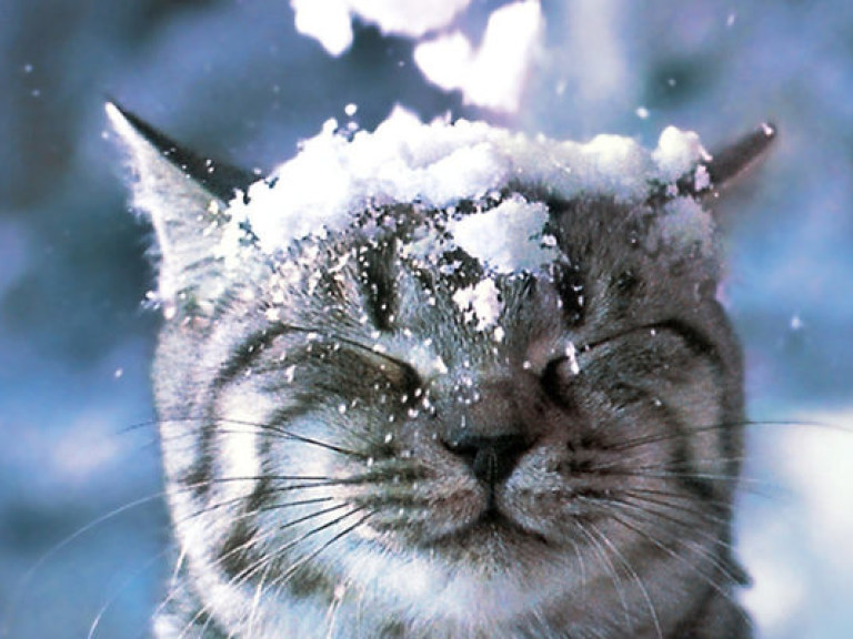 Кот, который впервые увидел снег, повеселил интернет (ВИДЕО)
