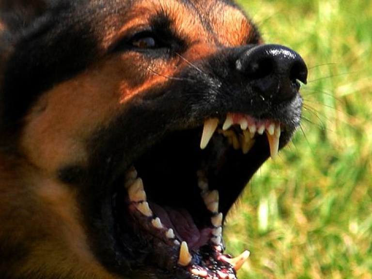 В Черкасской области домашние собаки умерли от бешенства