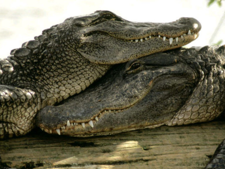 В ЮАР сбежали 15 000 крокодилов (ВИДЕО)