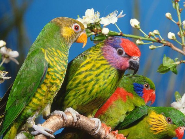 В музее Ханенко открылась выставка экзотических цветов и птиц