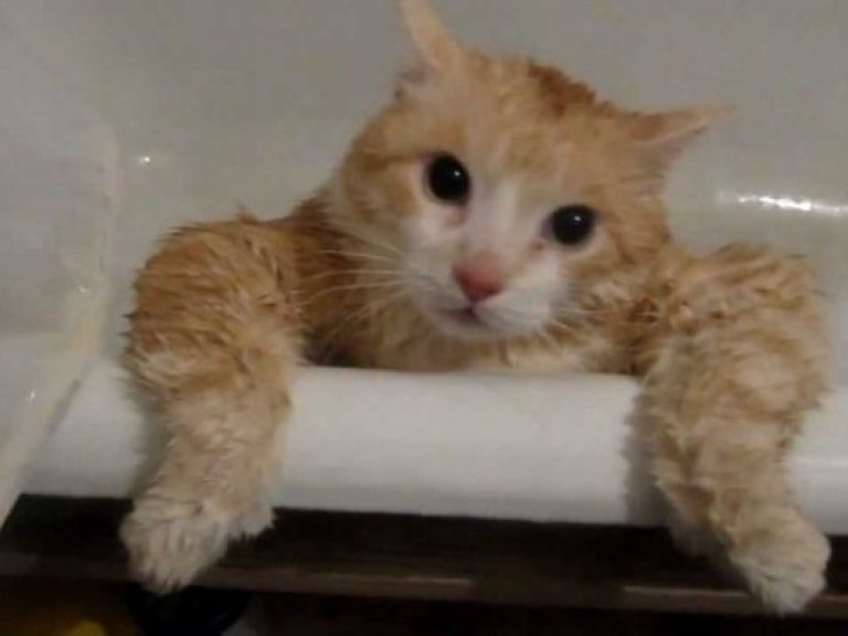Рыжий кот разжирел настолько, что не может самостоятельно выпрыгнуть из ванной (ВИДЕО)