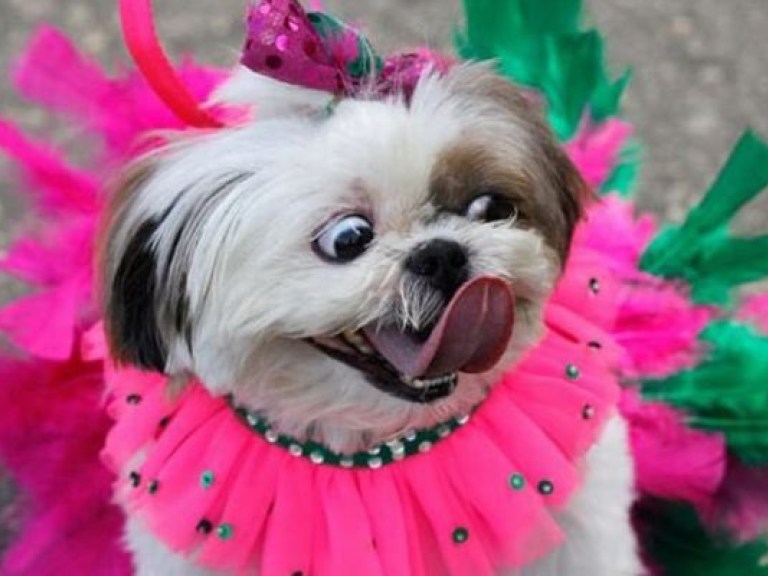 В Рио-де-Жанейро устроили карнавал для собак
