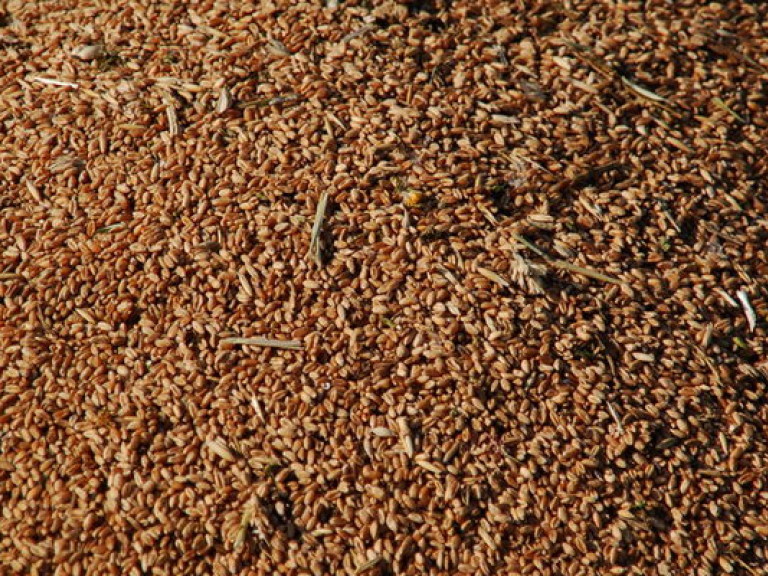 Украина не будет вводить ограничений на экспорт зерна — эксперт