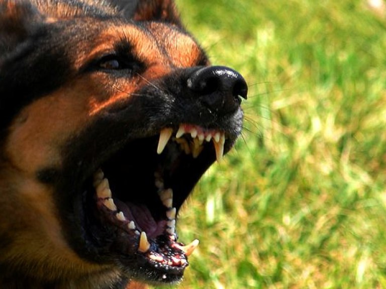 В Полтаве ветеринары поймали собаку, которая покусала более 40 человек