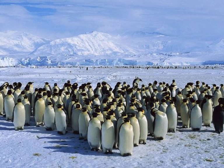 Пингвины сняли фильм о себе для ВВС