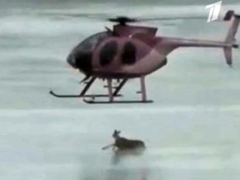Пилот вертолета спас оленя потоком воздуха (ВИДЕО)