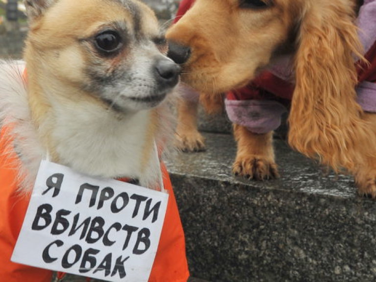 Милиция «трясет» интернет-сайт столичных «догхантеров»