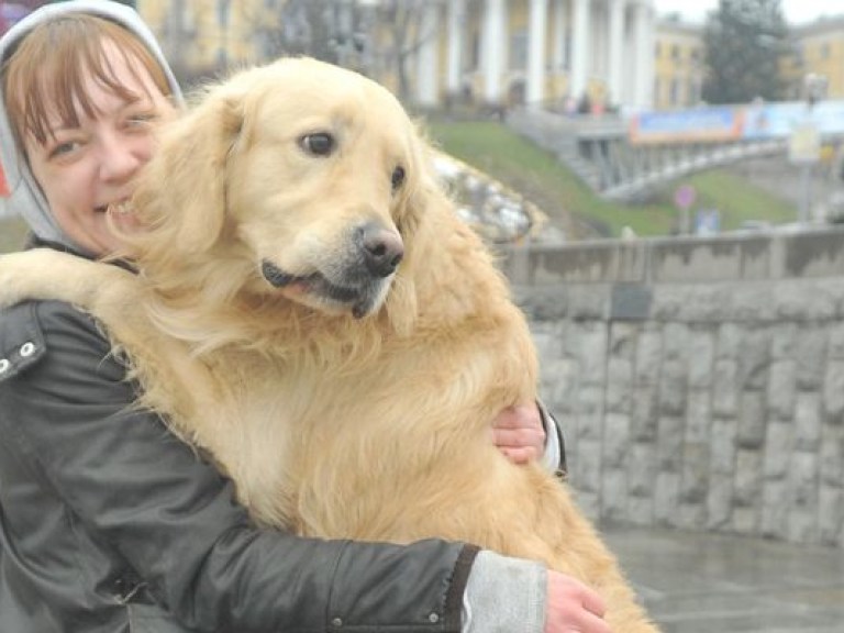 «Четыре лапы» помогут Украине со стерилизацией бездомных животных